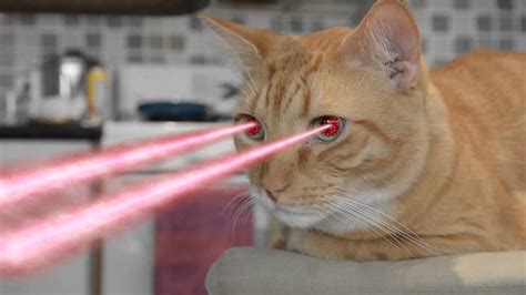 Cat With Laser Eyes Youtube