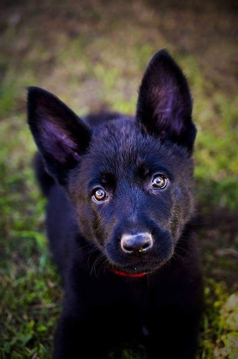 Pin By Brian Johnson On Dogs Black German Shepherd Puppies Black