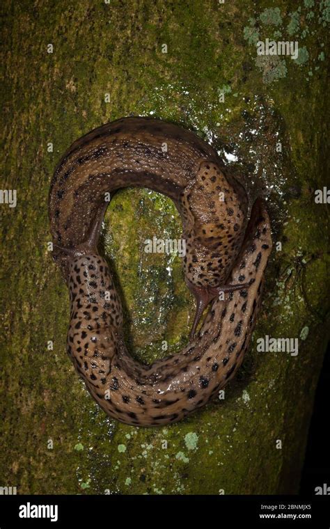 Leopard Slug Limax Maximus Mating Pair Following Each Other Shortly Before Mating These Slugs