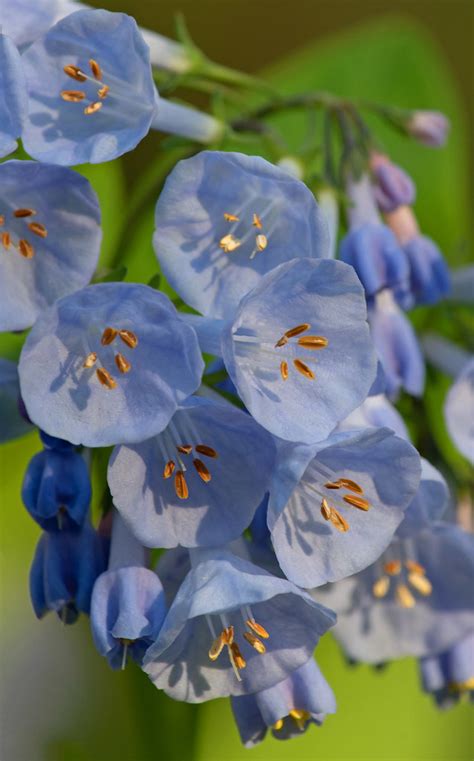 Virginia Bluebells 1 Of 6 Mertensia Virginica Parke Cou Flickr