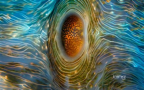 4.1 / 5 ( 21 votes ). Horseshoe clam near Rongelap Atoll in the Marshall Islands ...