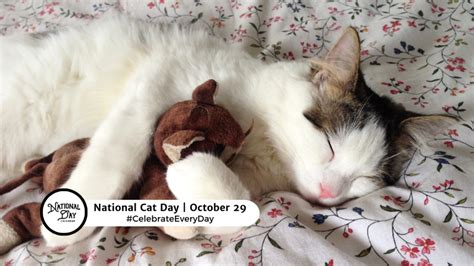 October 29 2023 National Cat Day National Oatmeal Day National