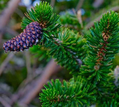 Bristlecone Pine Cone Stock Photos Pictures And Royalty Free Images Istock