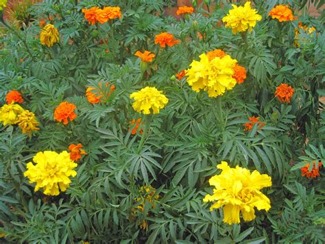 Marigolds In A Garden Free Stock Photo Public Domain Pictures