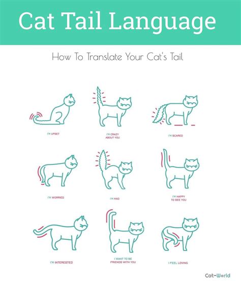 Cat Tail Meaning Chart