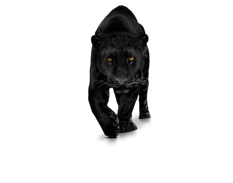 Download Leopard Black Panther Free Transparent Image Hd Hq Png Image