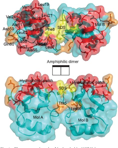 Figure 1 From Amphiphilic Nanotubes In The Crystal Structure Of A