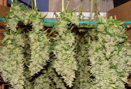 Mega marijuana store offers a strong range of marijuana products. Chapter 14 - Cannabis Grow Bible