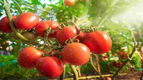 Voil Le Secret D Un Jardinier Pour Mieux Faire Pousser Des Tomates En