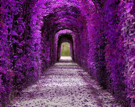 Kho ảnh Về Background Purple Garden đầy Màu Sắc