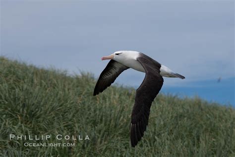 Black Browed Albatross Soaring In The Air Thalassarche Melanophrys Steeple Jason Island