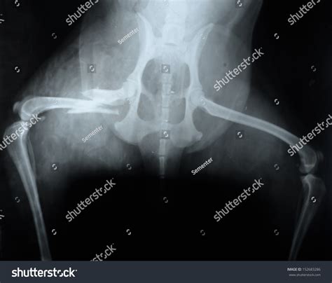 Fracture Of The Hind Leg Of A Dog X Ray Stock Photo 152683286