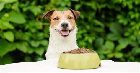 5 Best Dog Foods For Skin Allergies Pets Life
