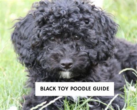 Cavoodle X Miniature Poodle Puppy Black Boy 2023 Ph