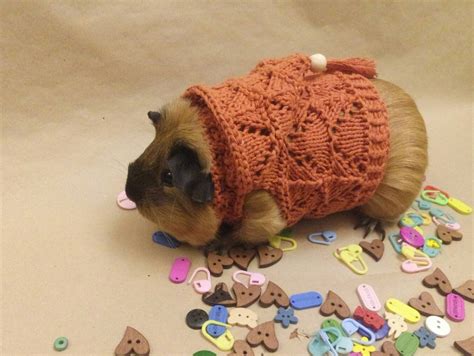 Guinea Pig Knitted Clothes For Small Pets Accessories Guinea Etsy