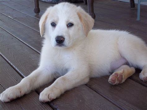 Great Pyrenees Lab Mix Puppies Black Lab Pyrenees Mix Puppies