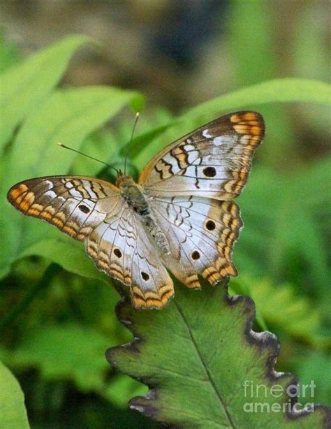 Little Brown Butterfly Photograph By Jean Fry Pixels