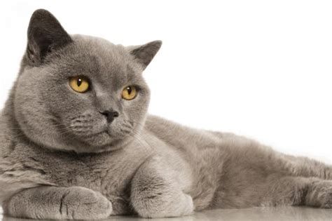 Cat British Shorthair Traits And Pictures