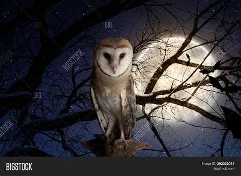 Owl On Tree Forest Image And Photo Free Trial Bigstock
