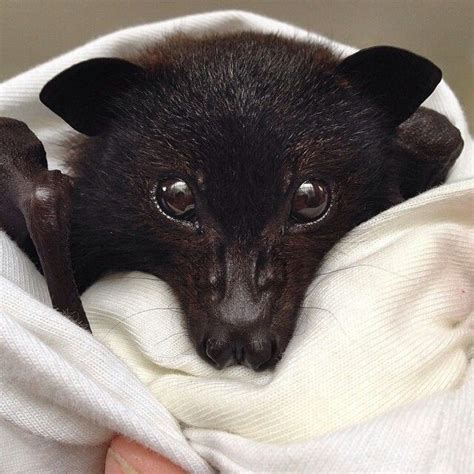 Fruit Bat Animals Beautiful Cute Animals Baby Bats