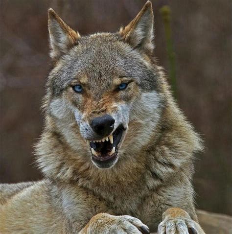 86 Pictures The Week End Selection N°170 Fierce Wolves