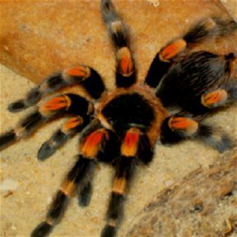 How to pick a pet tarantula. 93 best Tarantulas images on Pinterest | Hand spinning ...