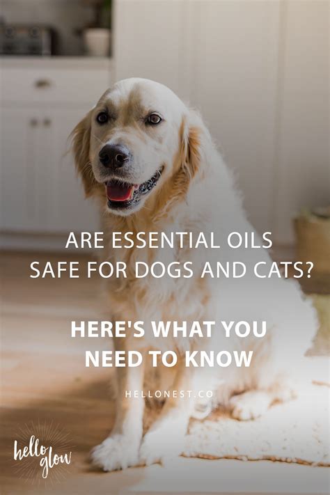Your cat may be exposed to essential oils you use for your own purposes. Are Essential Oils Safe for Dogs and Cats? Here's What You ...