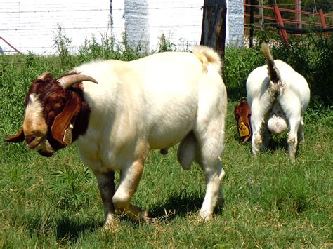 Breeding Guidelines For Boer Goats