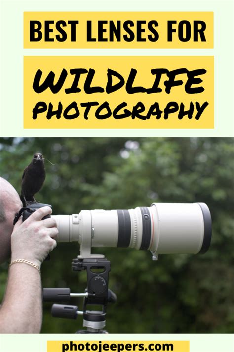 Best Lenses For Wildlife Photography Photojeepers