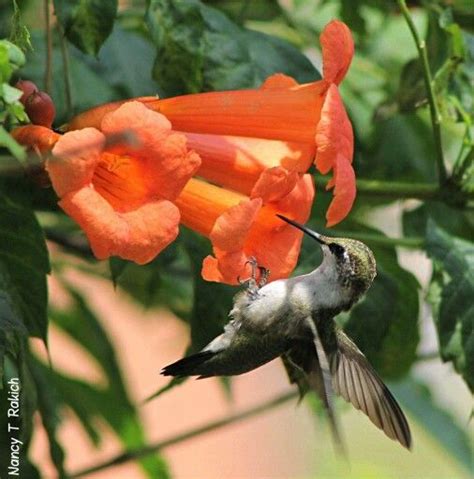 This is commonly called bower vine, but it isn't called jasmine. Pin by Linda Squiers on Flight of the Hummingbird | How to ...