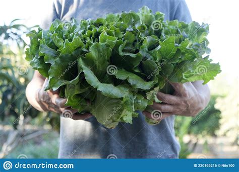 Man With Some Romaine Lettuces Stock Photo Image Of Backyard Nature
