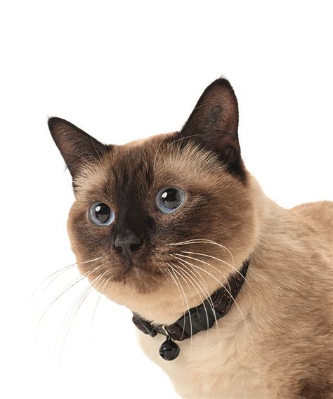 Cat dog collar leather heart pet collar chihuahua kitten dogs leashes cat supplies dog accessories. Cat collar Bison leather-Dark Brown | Hunter | The Gift ...