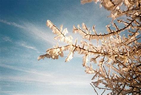 11 Trees Covered In Ice ~ Now Thats Nifty