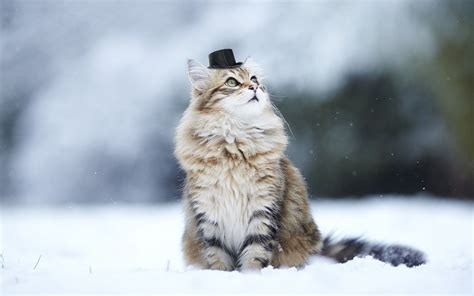 Cat Animals Nature Snow Winter Depth Of Field Hat