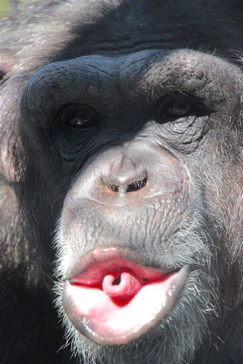 Pin By Trowcliff On Monkey Ing Around Laughing Animals Baby Gorillas