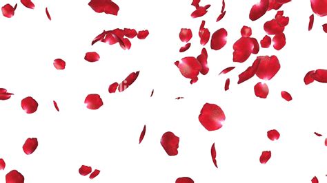 Whether you choose a purple perennial or annual flower for your garden, make. Rose Petals PNG Transparent Images | PNG All