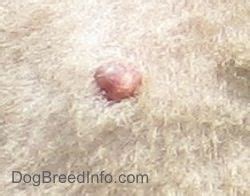 Feline mast cell tumor is the second most common type of tumor in cats and is found on the skin (cutaneous), in the spleen, liver and abdomen. Mast (Mastocytoma) Cell Tumors in Dogs | Life of Riley ...