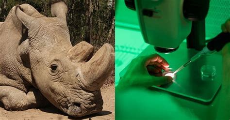 In A First Scientists Use Ivf To Save The Northern White Rhino From Extinction 2 Embryos Created