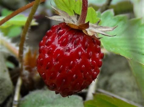 Wild Strawberry Fragaria Vesca