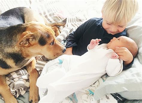 Famous Napping Boy And Puppy Duo Gets A New Nap Friend A Baby Sister