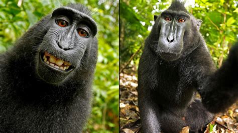 Peta Photographer Settle Suit Over Rights To Monkeys Selfie Photo