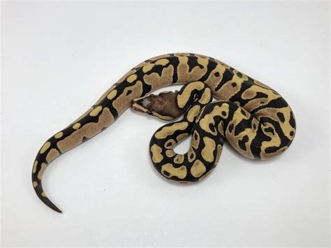 Orange Dream Scaleless Head Morph List World Of Ball Pythons