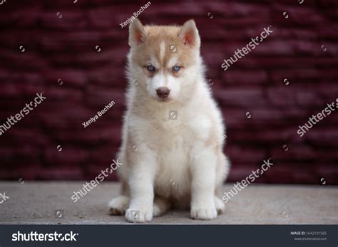 White Siberian Husky Puppy Wallpaper