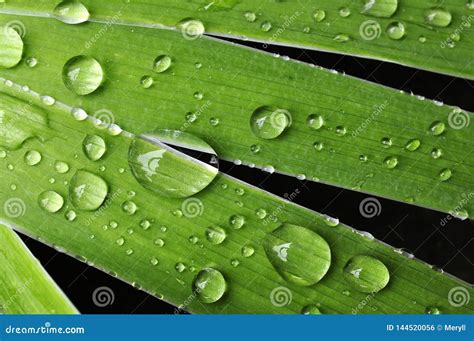 Water Droplet On Nature Leaf Stock Photo Image Of Closeup Background