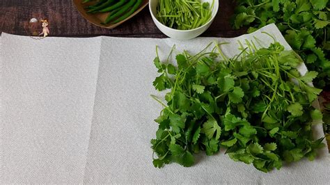 Uncultivated brazilian green leaves are richer sources of carotenoids than are commercially produced leafy vegetables. How to Store Coriander/Cilantro Leaves for 2-3 weeks ...