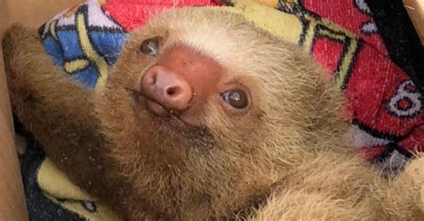 Baby Sloth Found Clinging For Life On Sandy Beach