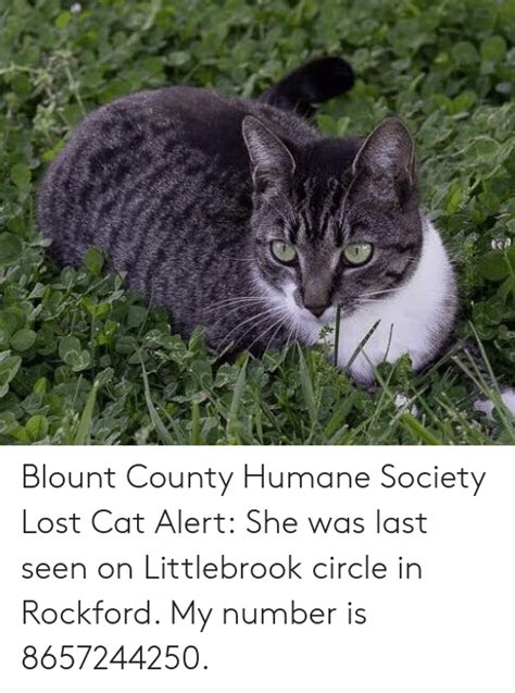 Blount County Humane Society Lost Cat Alert She Was Last Seen on ...