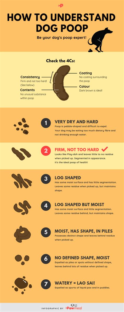 How to Understand Dog Poop (with Stool Chart / Infographic)