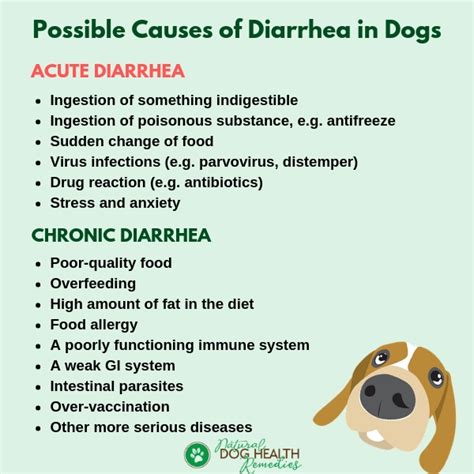 Treating Diarrhea In Dogs Holistically