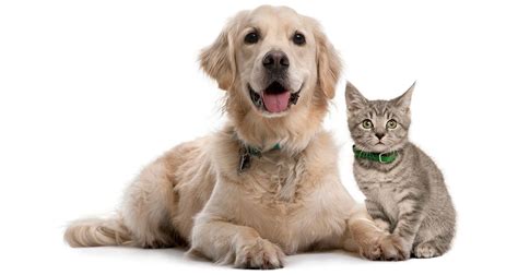 Pet Insurance For Dogs - Easy Quotes, Best Rates Available ...